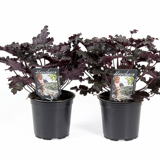 Heuchera 'Timeless Night'