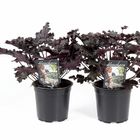 Heuchera 'Timeless Night'