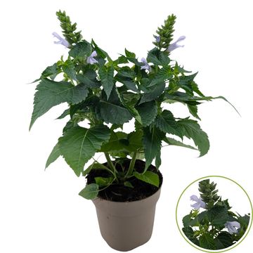 Salvia SALGOON LAKE SILVRETTA