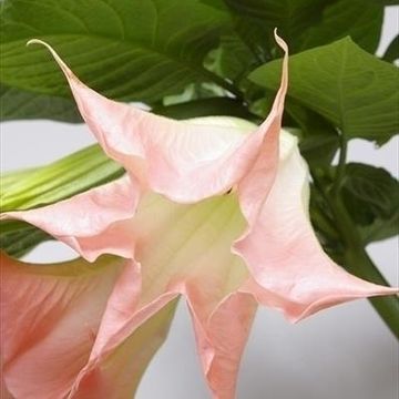 Brugmansia MIX