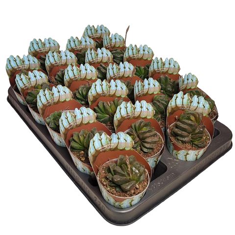 Haworthia truncata