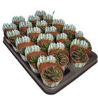 Haworthia truncata