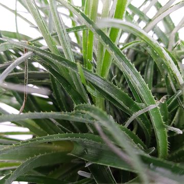 Fascicularia bicolor