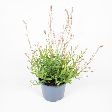 Gaura lindheimeri MIX