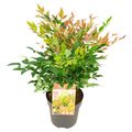 Nandina domestica MAGICAL SUNRISE