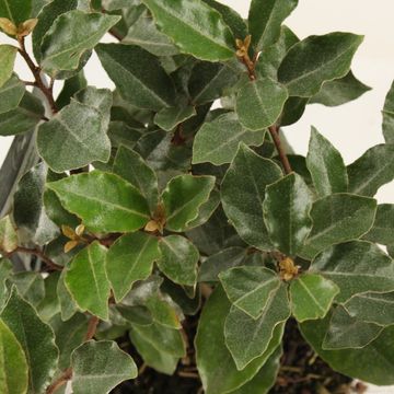 Elaeagnus x ebbingei 'Компакта'