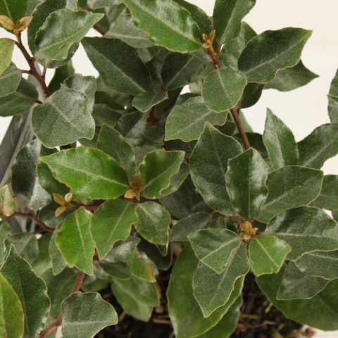 Elaeagnus x ebbingei 'Compacta'