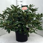 Rhododendron 'Виргиниа Ричардс'