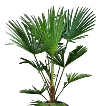 Trachycarpus wagnerianus