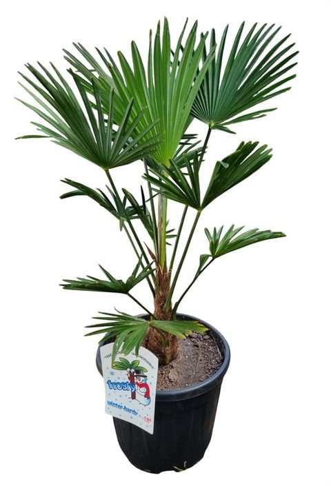 Trachycarpus wagnerianus