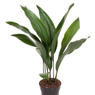 Aspidistra elatior