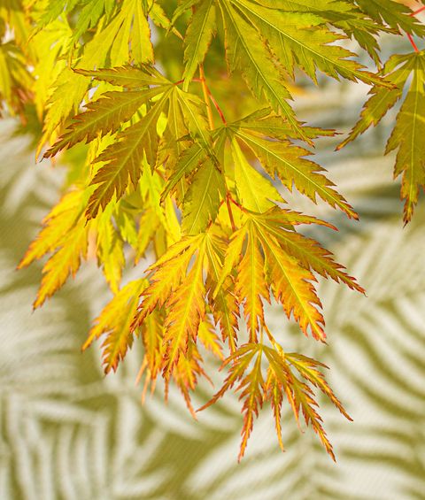 Acer palmatum ORANGE LACE