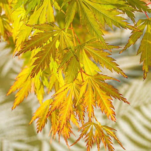 Acer palmatum ORANGE LACE