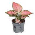 Aglaonema 'Lucky Red'