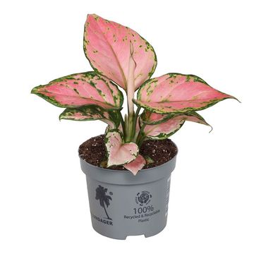 Aglaonema 'Lucky Red'