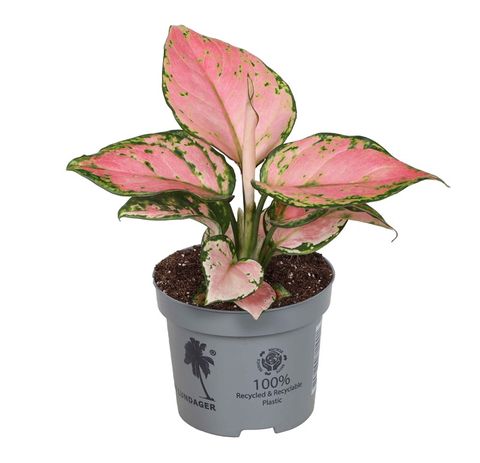 Aglaonema 'Lucky Red'