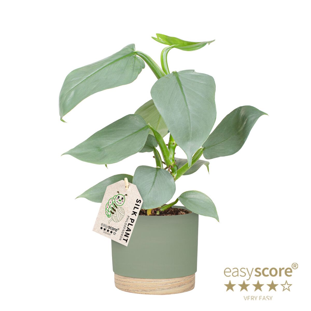 Philodendron hastatum 'Silver Sword'  Plant Wholesale FlorAccess