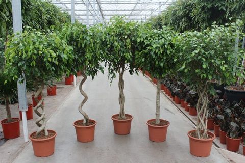 Ficus benjamina MIX