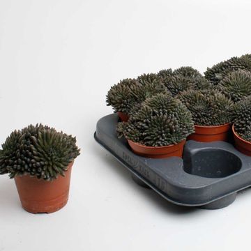 Crassula 'Crassimus'