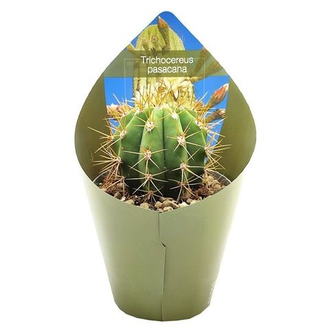 Trichocereus pasacana