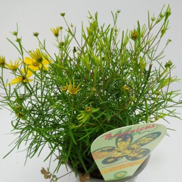 Coreopsis verticillata 'Zagreb'