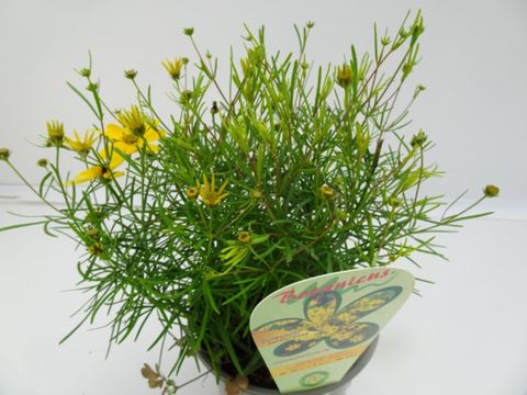 Coreopsis verticillata 'Zagreb'