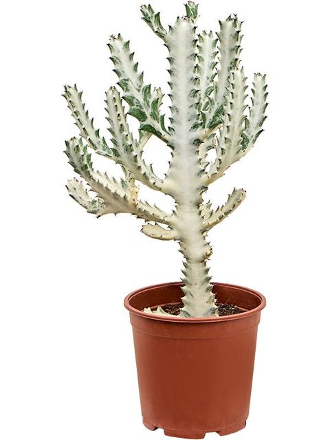 Euphorbia lactea 'Ghost'