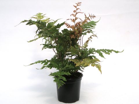 Dryopteris erythrosora