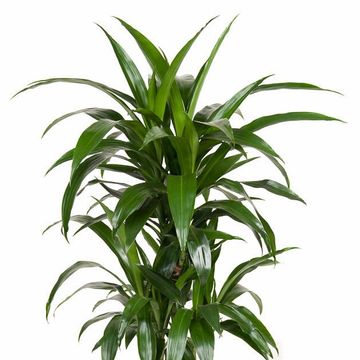 Dracaena fragrans 'Janet Craig'