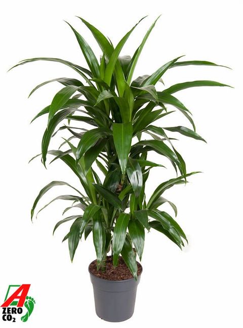 Dracaena fragrans 'Janet Craig'