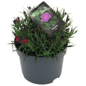 Dianthus TIIU