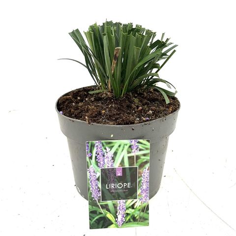 Liriope muscari 'Moneymaker'