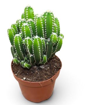 Cereus peruvianus 'Florida'