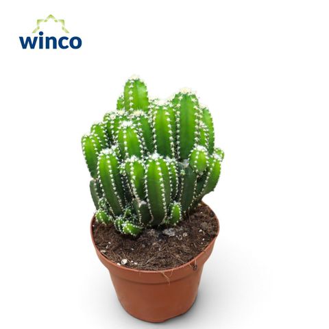 Cereus peruvianus 'Florida'