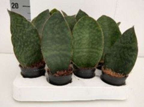 Sansevieria masoniana 'Congo'