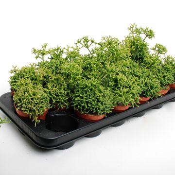 Rhipsalis heteroclada