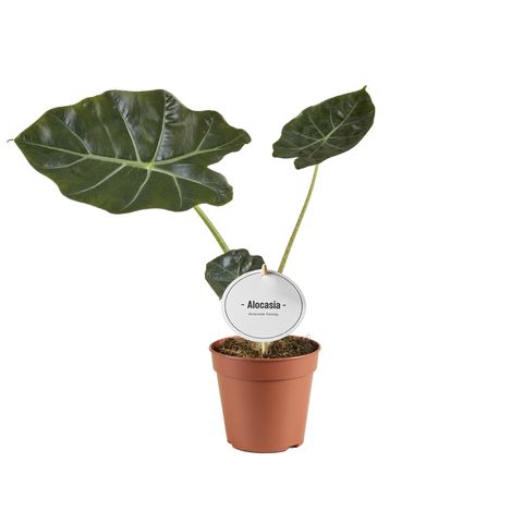 Alocasia 'Williams Hybrid'