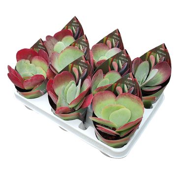 Kalanchoe thyrsiflora