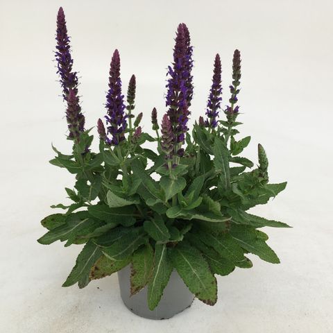Salvia nemorosa SENSATION DEEP BLUE