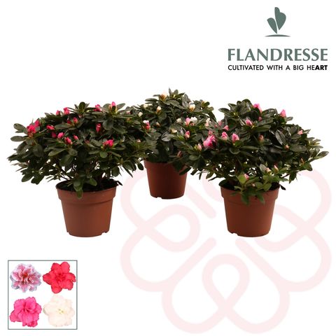 Rhododendron AZALEA MIX (FlorAmor)