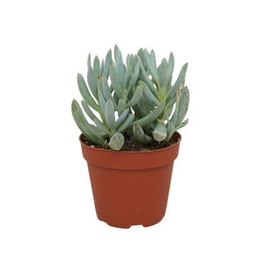 Senecio kleinia