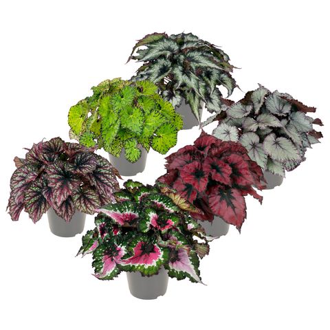 Begonia BELEAF MIX