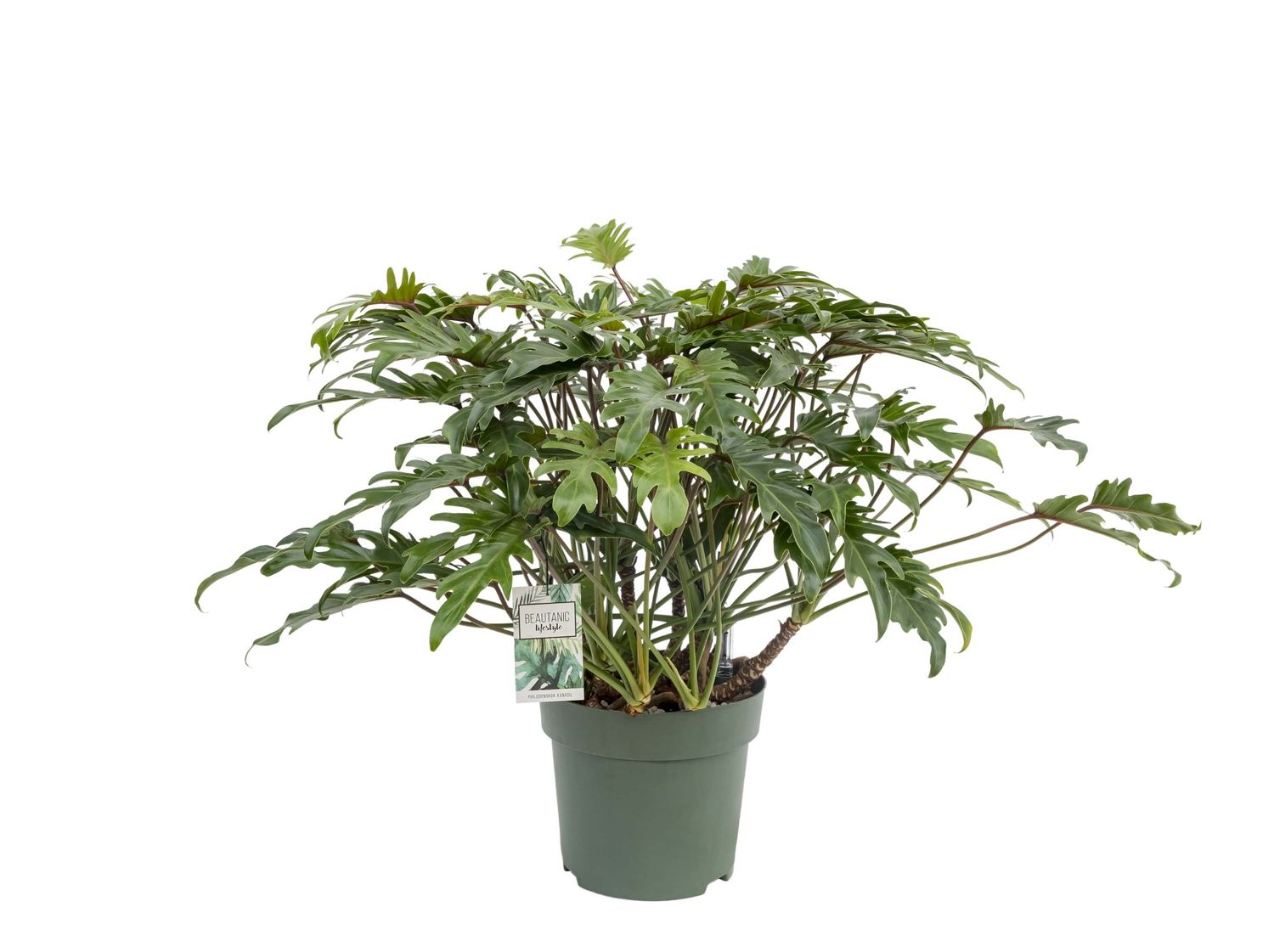 Philodendron 'Xanadu' en Greensense Aqua Care main image 1