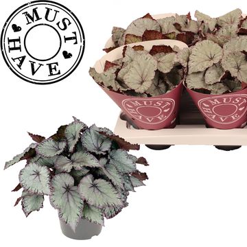 Begonia HAWAIIAN SILVER