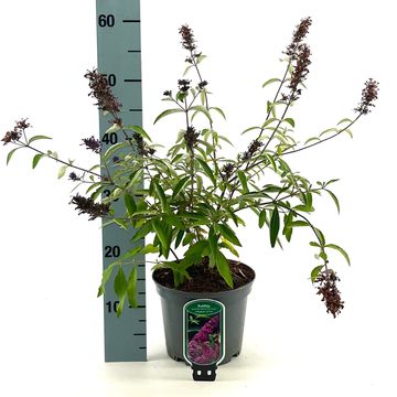 Buddleja FREE PETITE TUTTI FRUITTI