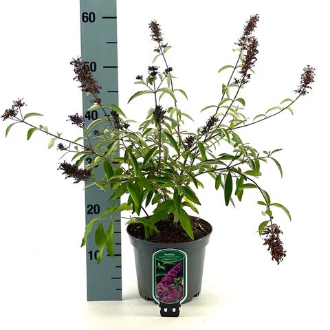 Buddleja FREE PETITE TUTTI FRUITTI