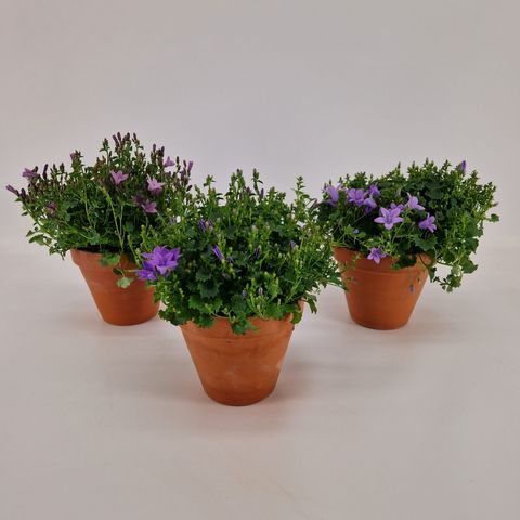 Campanula portenschlagiana AMBELLA INTENS PURPLE