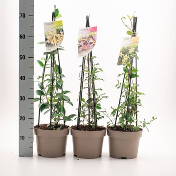 Trachelospermum jasminoides MIX