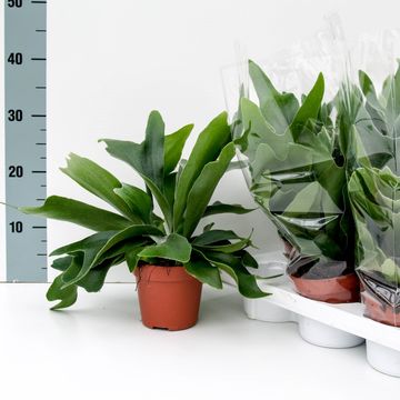 Platycerium alcicorne