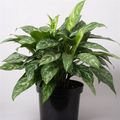 Aglaonema 'Green Lady'